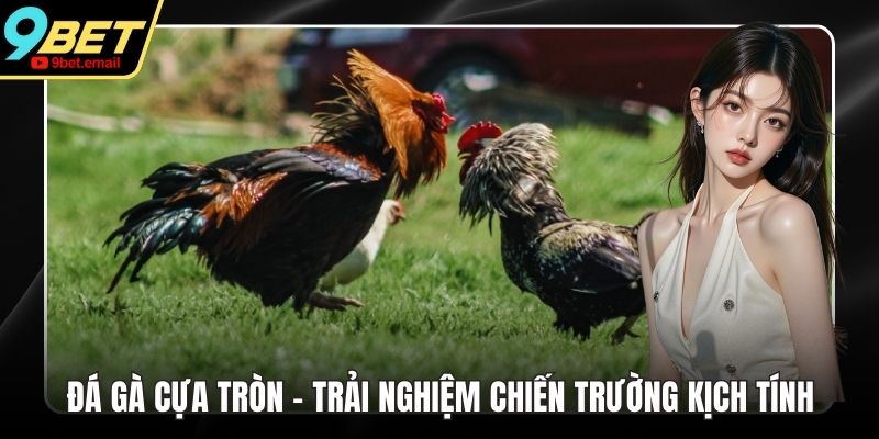 Đá Gà Cựa Tròn - Trải Nghiệm Chiến Trường Kịch Tính