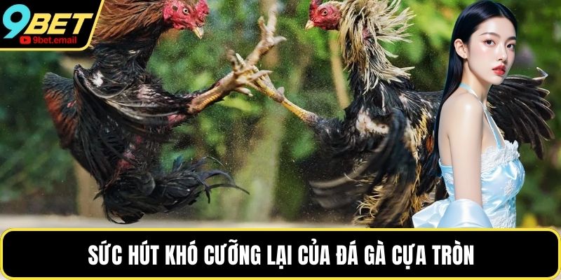 Sức hút khó cưỡng lại của đá gà cựa tròn